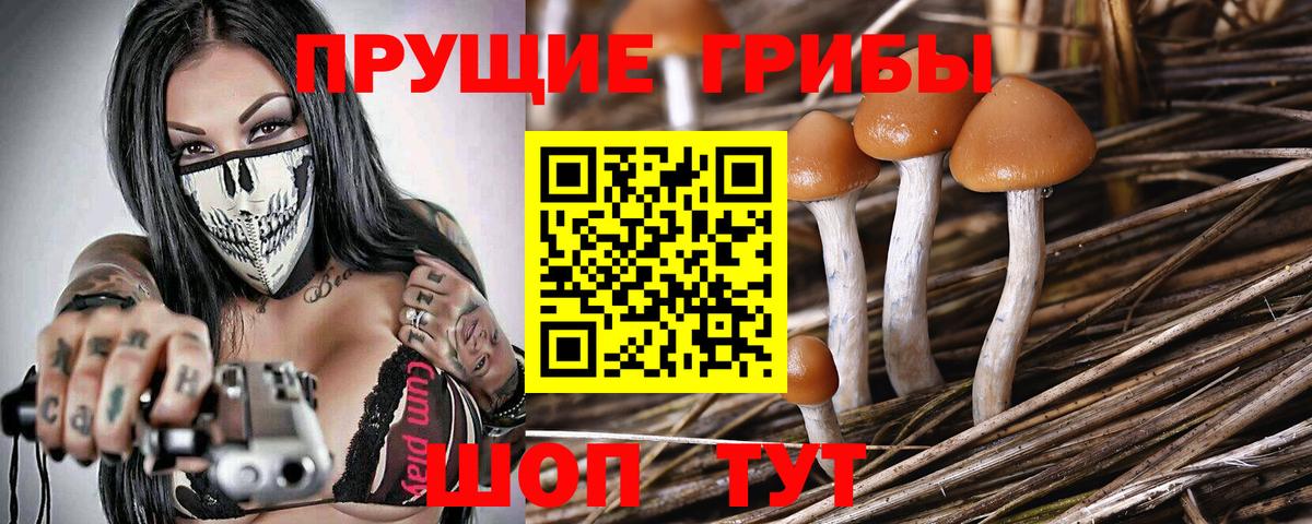 где найти   Псилоцибиновые грибы прущие грибы  Вход с VPN  Галлюциногенные грибы Psilocybe  Менделеевск 